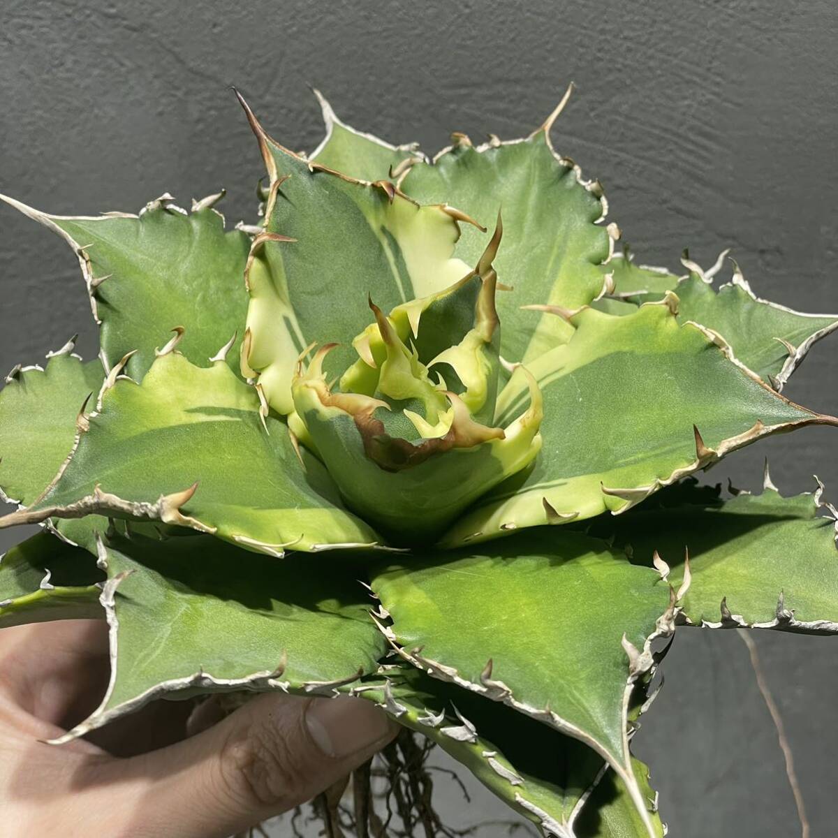 アガベ チタノタ ' シーズナル マルジナータ ' agave titanota ' seasonal marginata ' 9の画像1