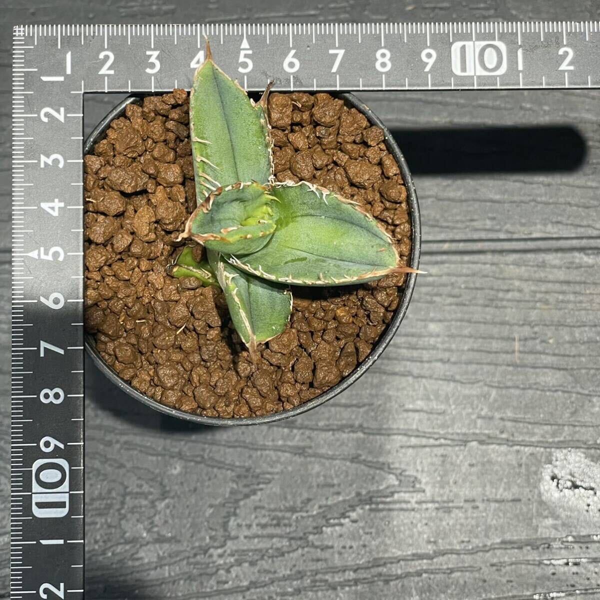 アガベ チタノタ ［STUDS 4th］agave titanota ［STUDS 4th] 31の画像10