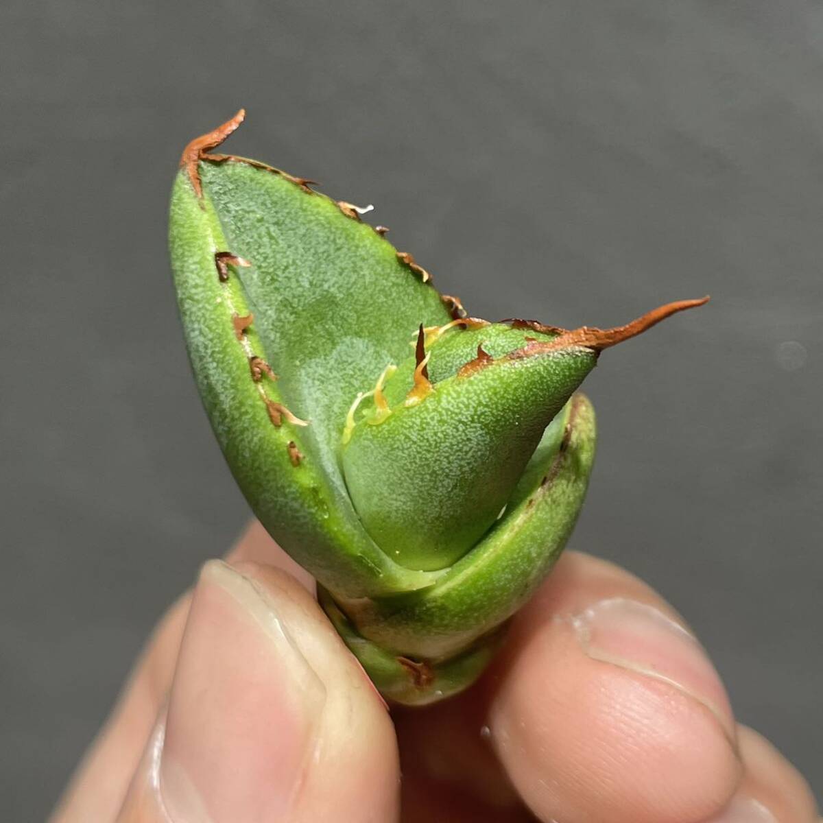 アガベ チタノタ ' BAKEMONO ' agave titanota ' BAKEMONO ' 22の画像6