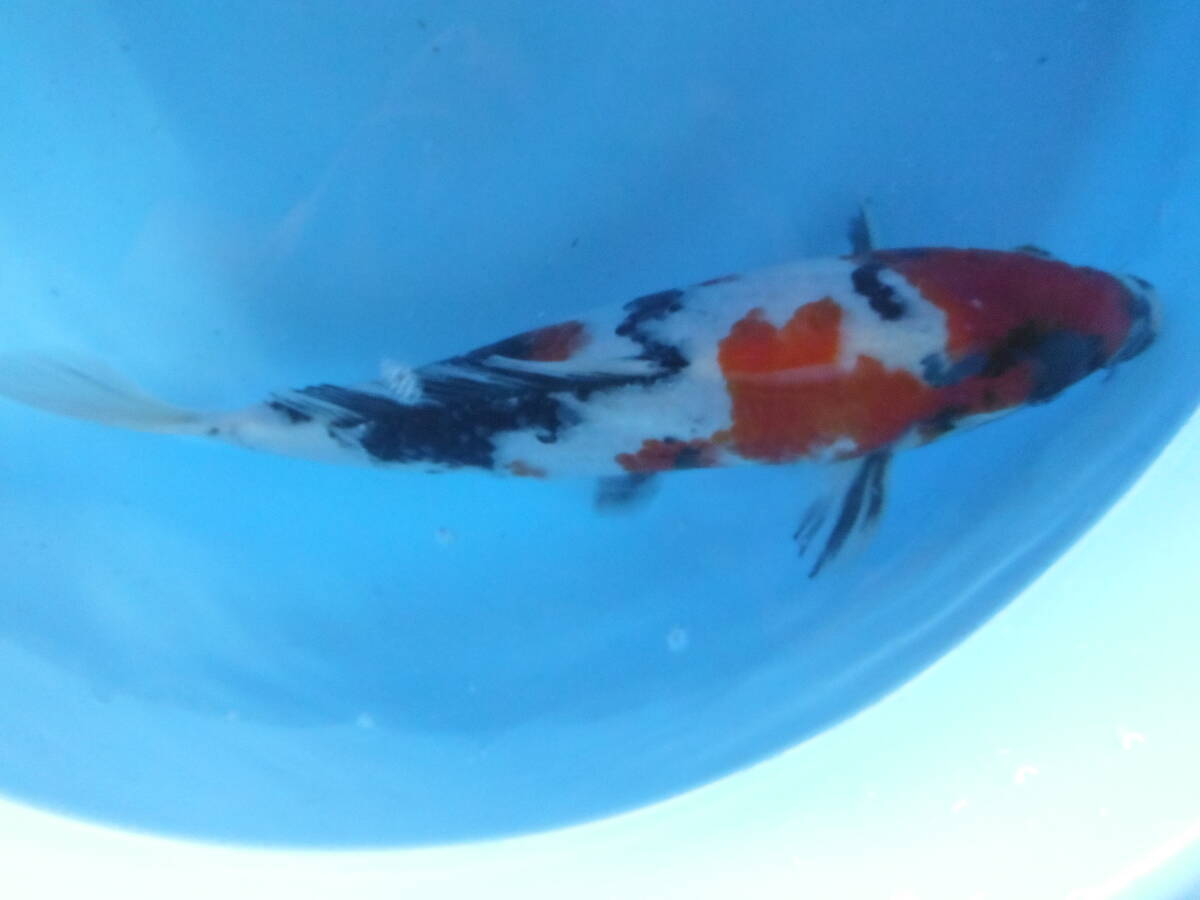 錦鯉　昭和三色　大日×桃太郎　すっきりした鯉です。_画像1