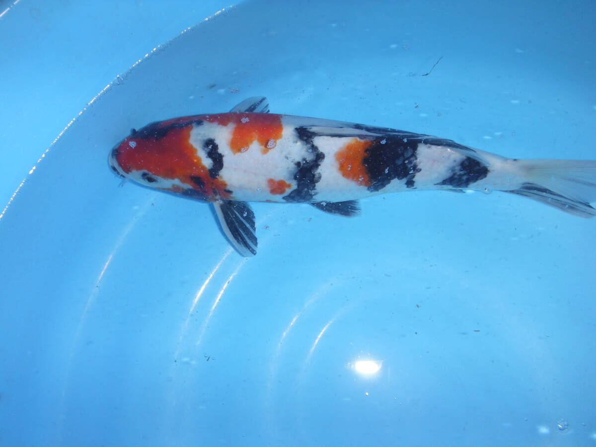 錦鯉　昭和三色　大日×桃太郎　すっきりした鯉です。_画像2