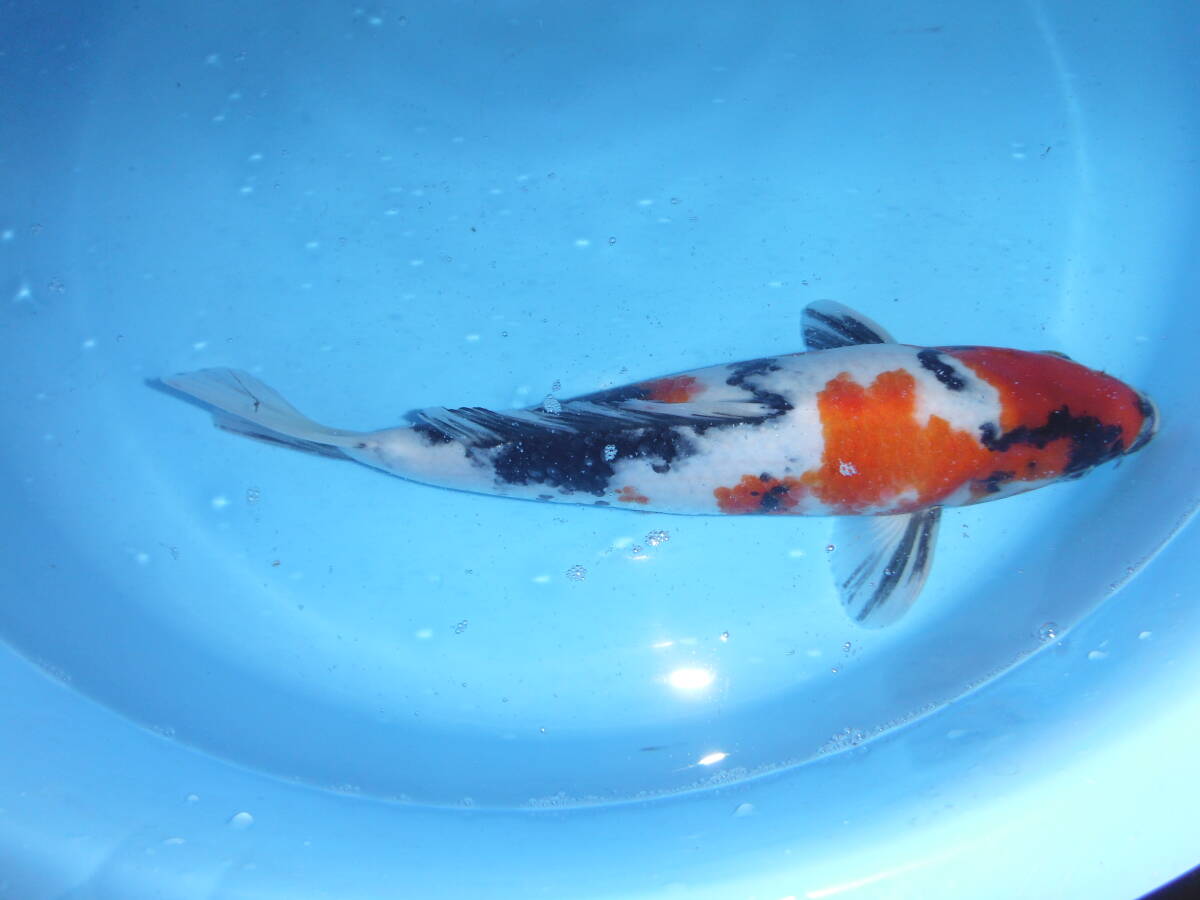 錦鯉　昭和三色　大日×桃太郎　すっきりした鯉です。_画像3