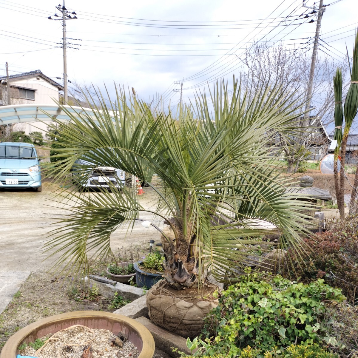  here s cocos nucifera flower . attaching Tsukuba city ... receipt limitation D
