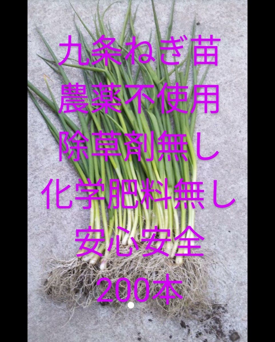 九条ネギ苗200本無農薬除草剤無し