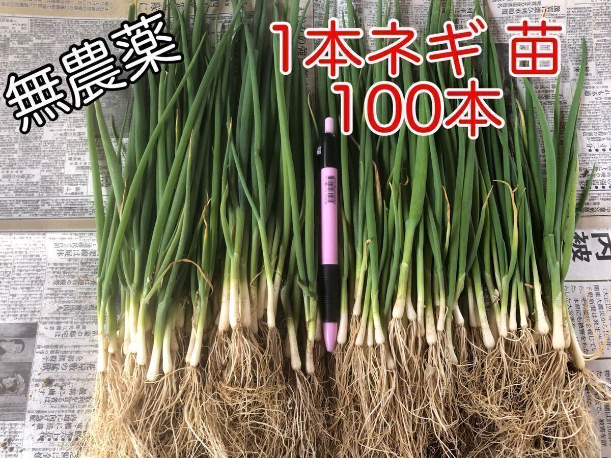 9.無農薬 1本ネギ 苗 100本 野菜 家庭菜園 節約 栽培_画像1