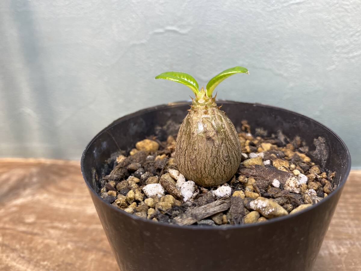 3.パキポディウム ウィンゾリー Pachypodium windsorii 実生 同梱可!!の画像6