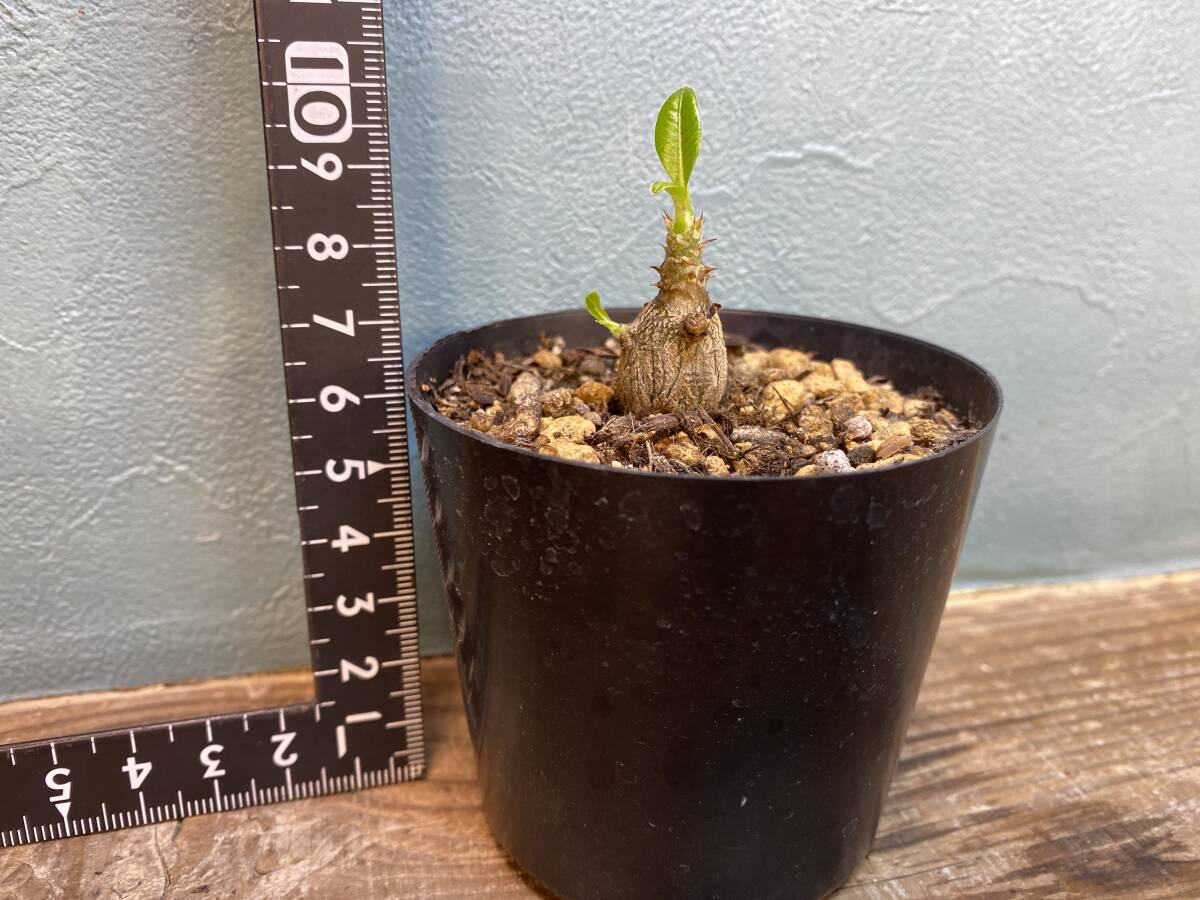 V1.パキポディウム ウィンゾリー Pachypodium windsorii 実生 同梱可!!の画像3