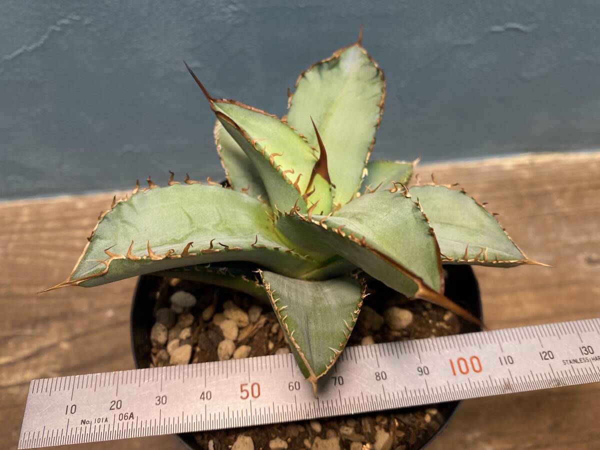 1. アガベ オテロイ Agave oteroi 実生 同梱可!の画像4