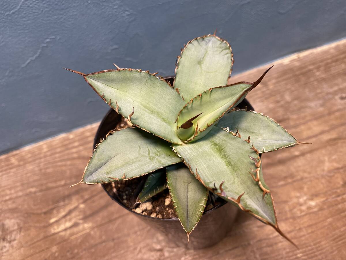 1. アガベ オテロイ Agave oteroi 実生 同梱可!の画像1