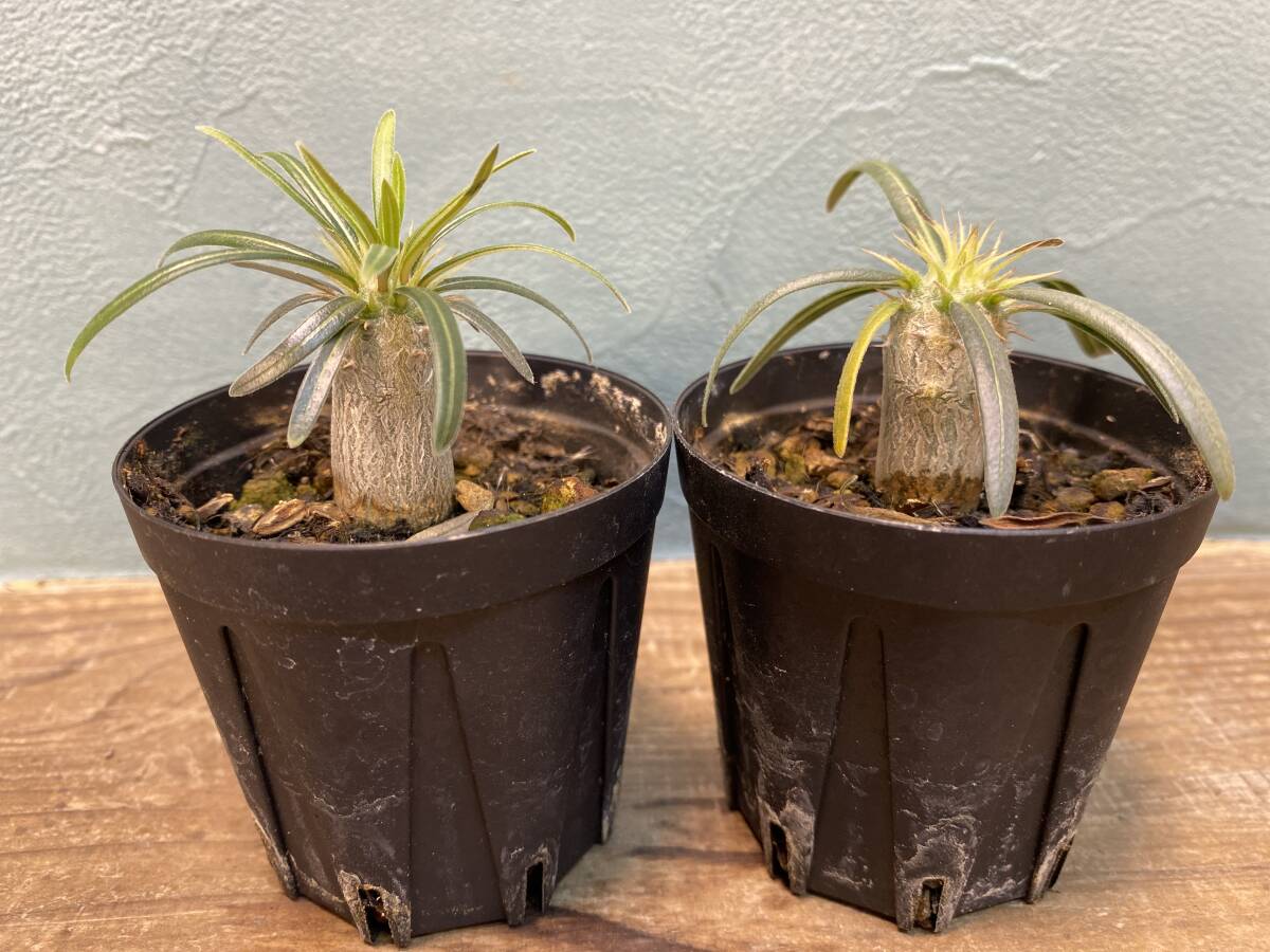 1円売切り！R2.パキポディウム グラキリス 2株セット Pachypodium rosulatum var. gracilius 実生 同梱可の画像1