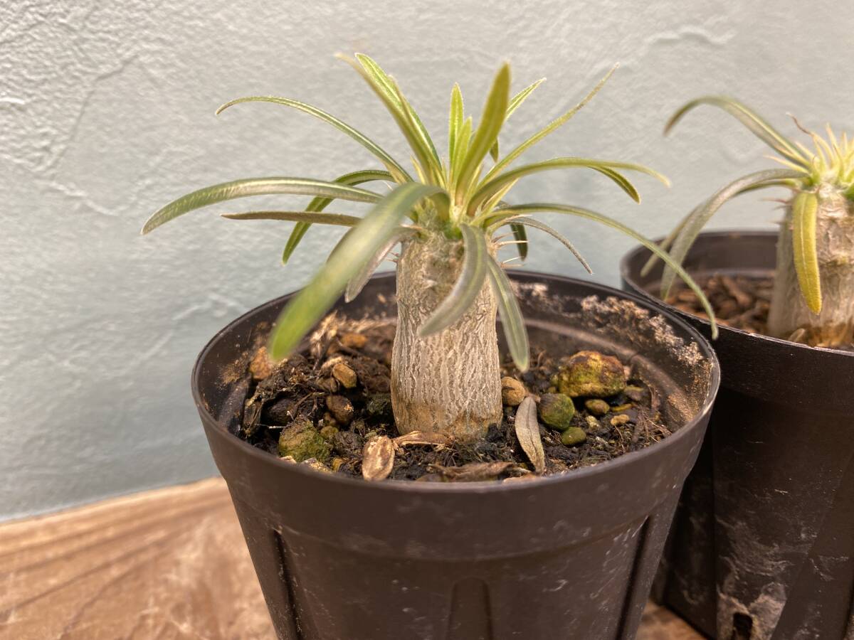 1円売切り！R2.パキポディウム グラキリス 2株セット Pachypodium rosulatum var. gracilius 実生 同梱可の画像3