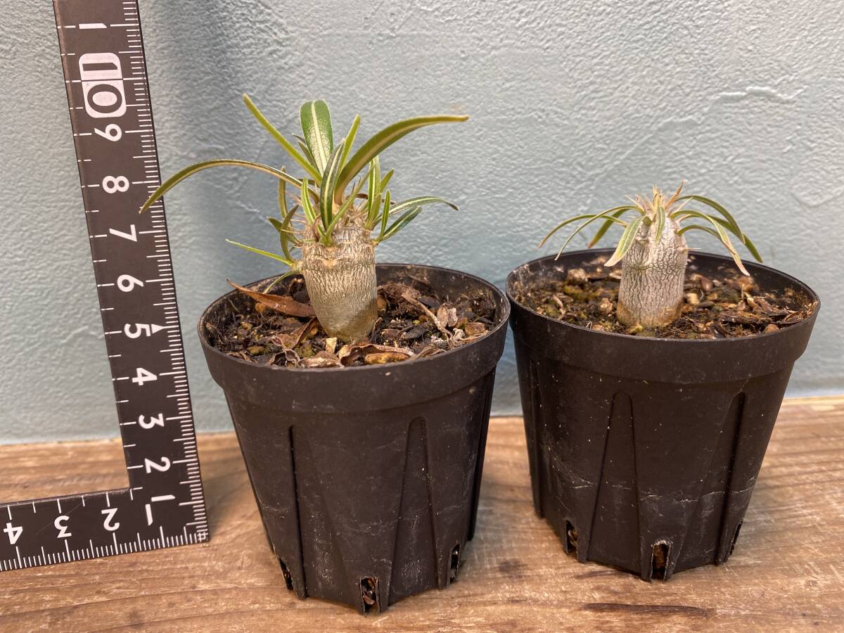 1円売切り！R3.パキポディウム グラキリス 2株セット Pachypodium rosulatum var. gracilius 実生 同梱可の画像5