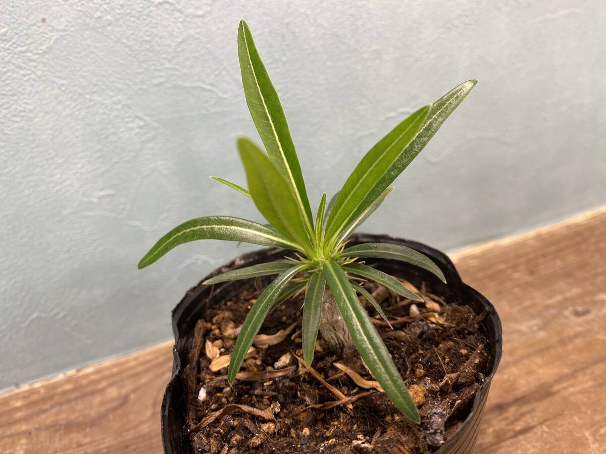 1円売切り！Y1.パキポディウム グラキリス  Pachypodium rosulatum var. gracilius 実生 同梱可の画像5