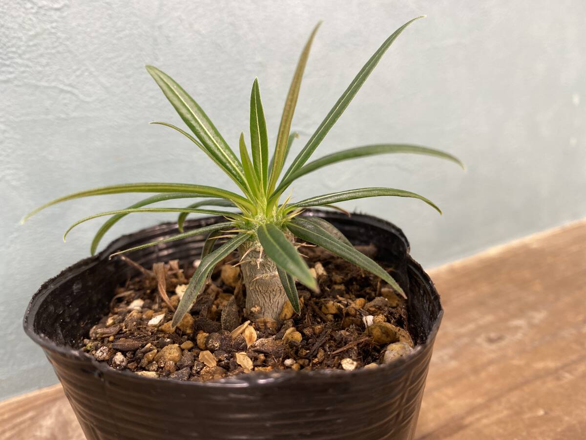 1円売切り！Y3.パキポディウム グラキリス  Pachypodium rosulatum var. gracilius 実生 同梱可の画像2