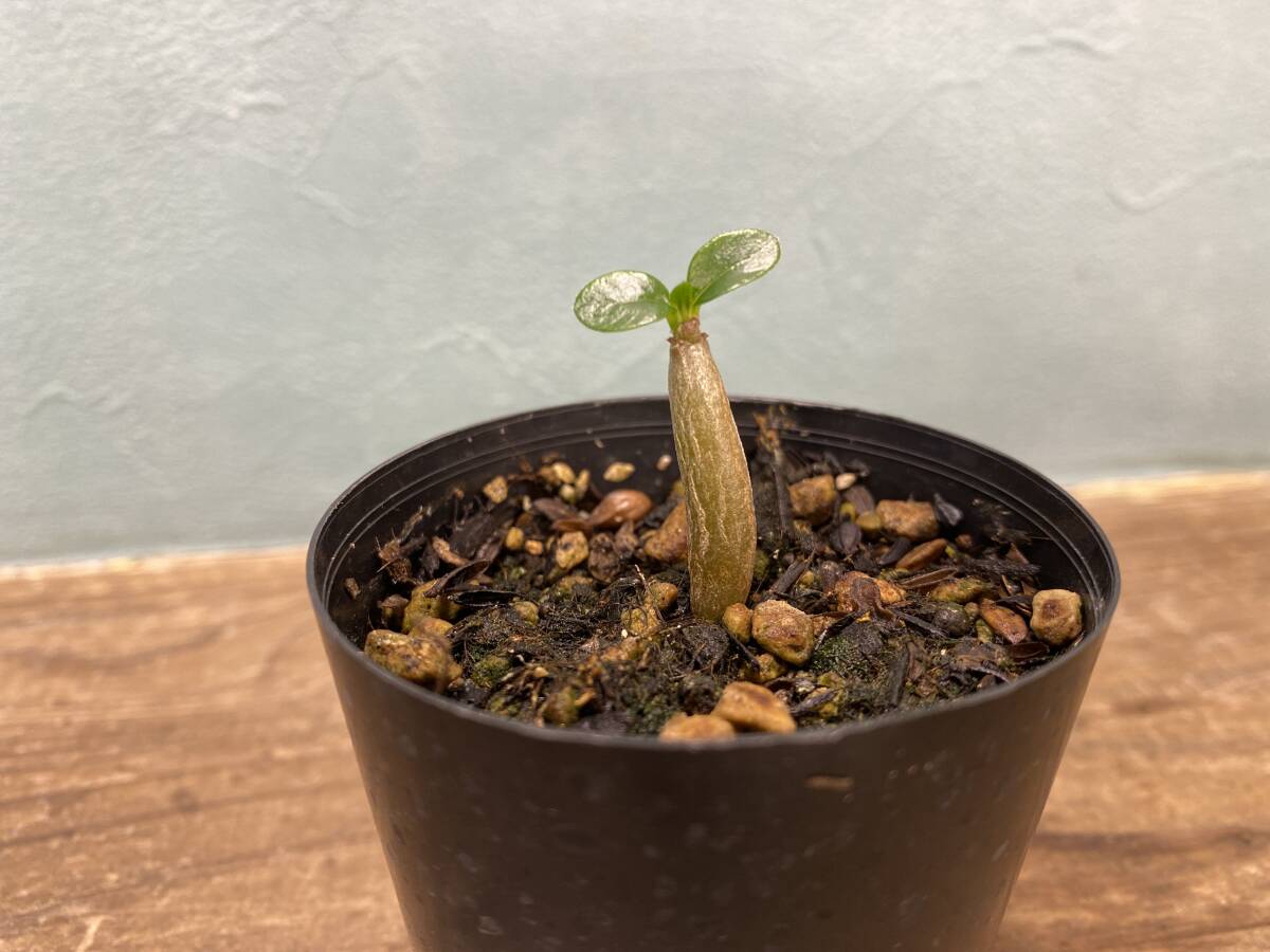 1円売切り！W1.パキポディウム ウィンゾリー Pachypodium windsorii 実生 同梱可!!の画像1