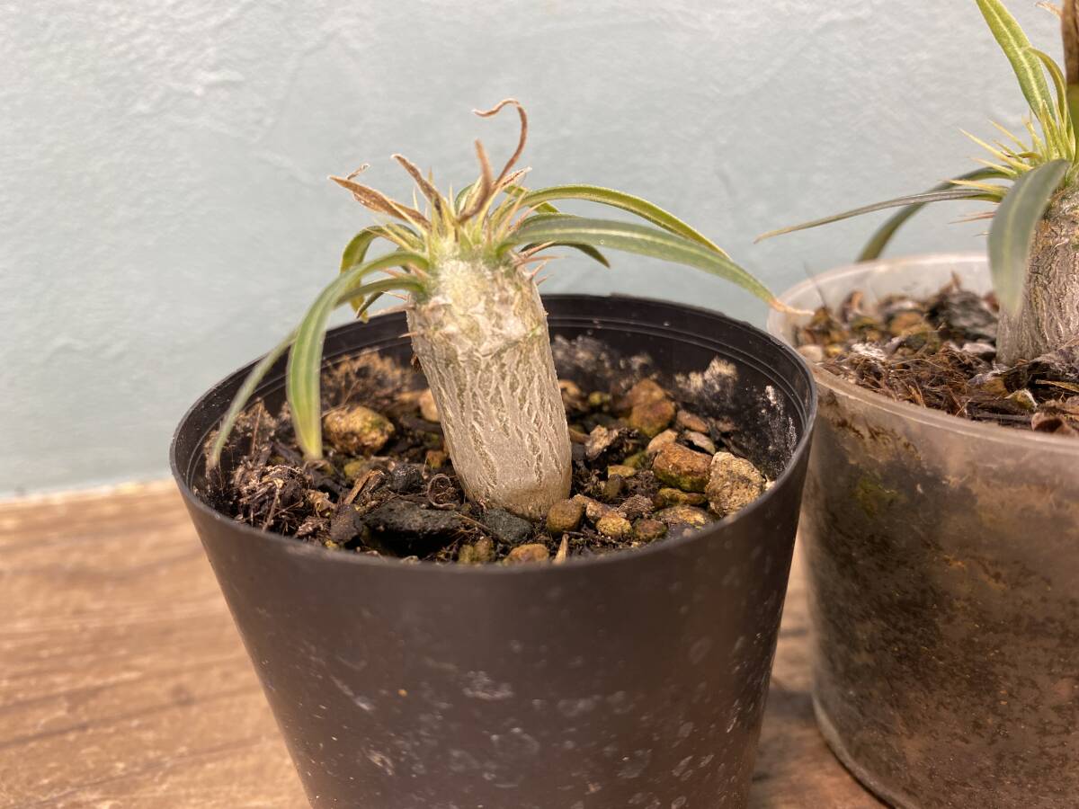 1円売切り！C2.パキポディウム グラキリス 2株セット Pachypodium rosulatum var. gracilius 実生 同梱可の画像3