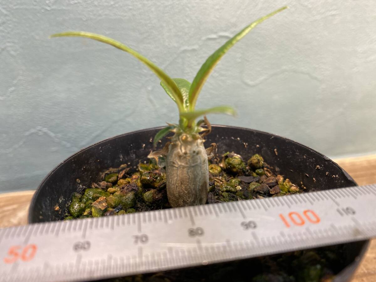 1円売切り！H3.パキポディウム バロニー  Pachypodium baronii 同梱可！の画像5