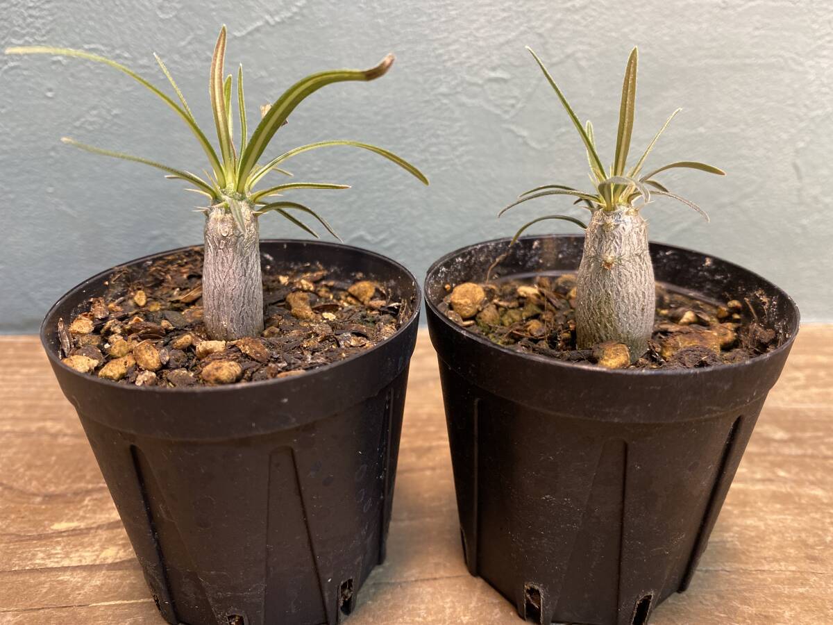 1円売切り！L1.パキポディウム グラキリス 2株セット Pachypodium rosulatum var. gracilius 実生 同梱可の画像1