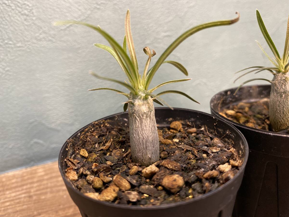 1円売切り！L1.パキポディウム グラキリス 2株セット Pachypodium rosulatum var. gracilius 実生 同梱可の画像3