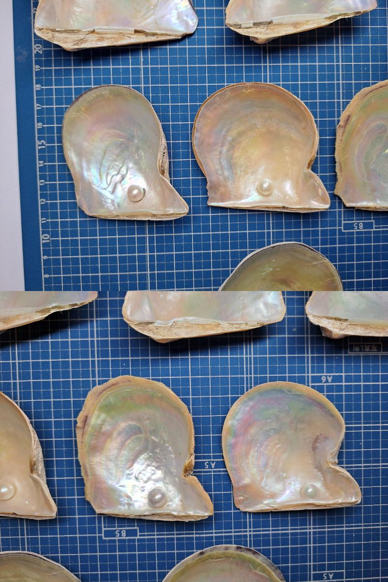あこや貝？ 貝殻 まとめ 飾り オブジェ 細工 パーツ 加工 ハンドメイド パール付の画像7
