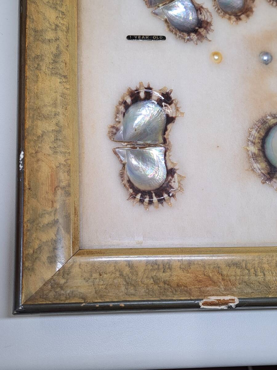 ② 養殖真珠 成長標本 CULTURED PEARL 貝 パール 成育順序 額縁 貝殻 額装 コレクション 飾り物 オブジェ_画像9