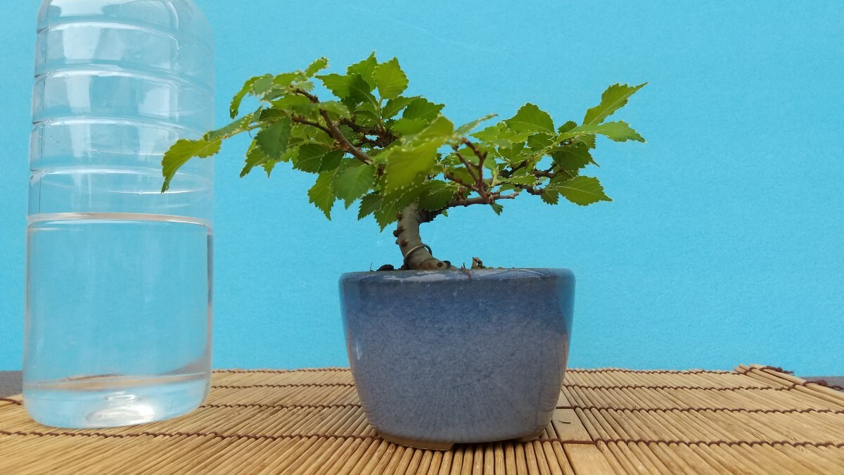  bonsai .. zelkova zelkova keyaki