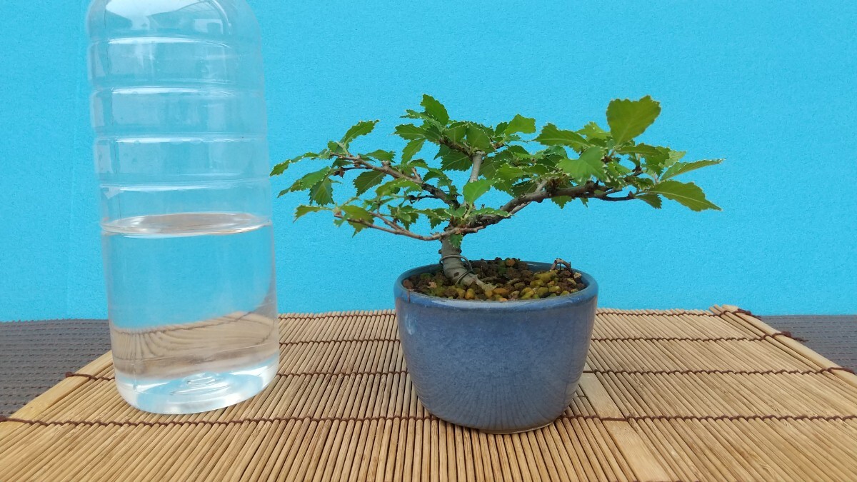  bonsai .. zelkova zelkova keyaki