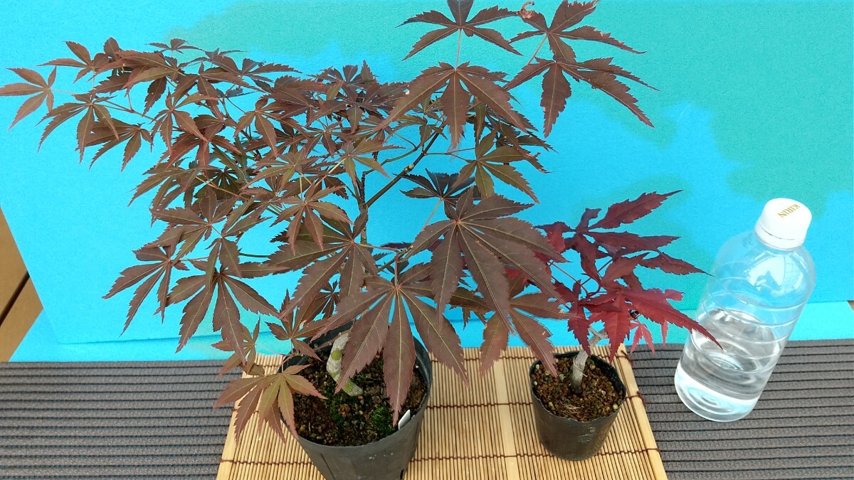 . лист ( левая сторона ) столица. Mai ( правая сторона ) товар вид неизвестен красный лист серия клен бонсай материалы momiji