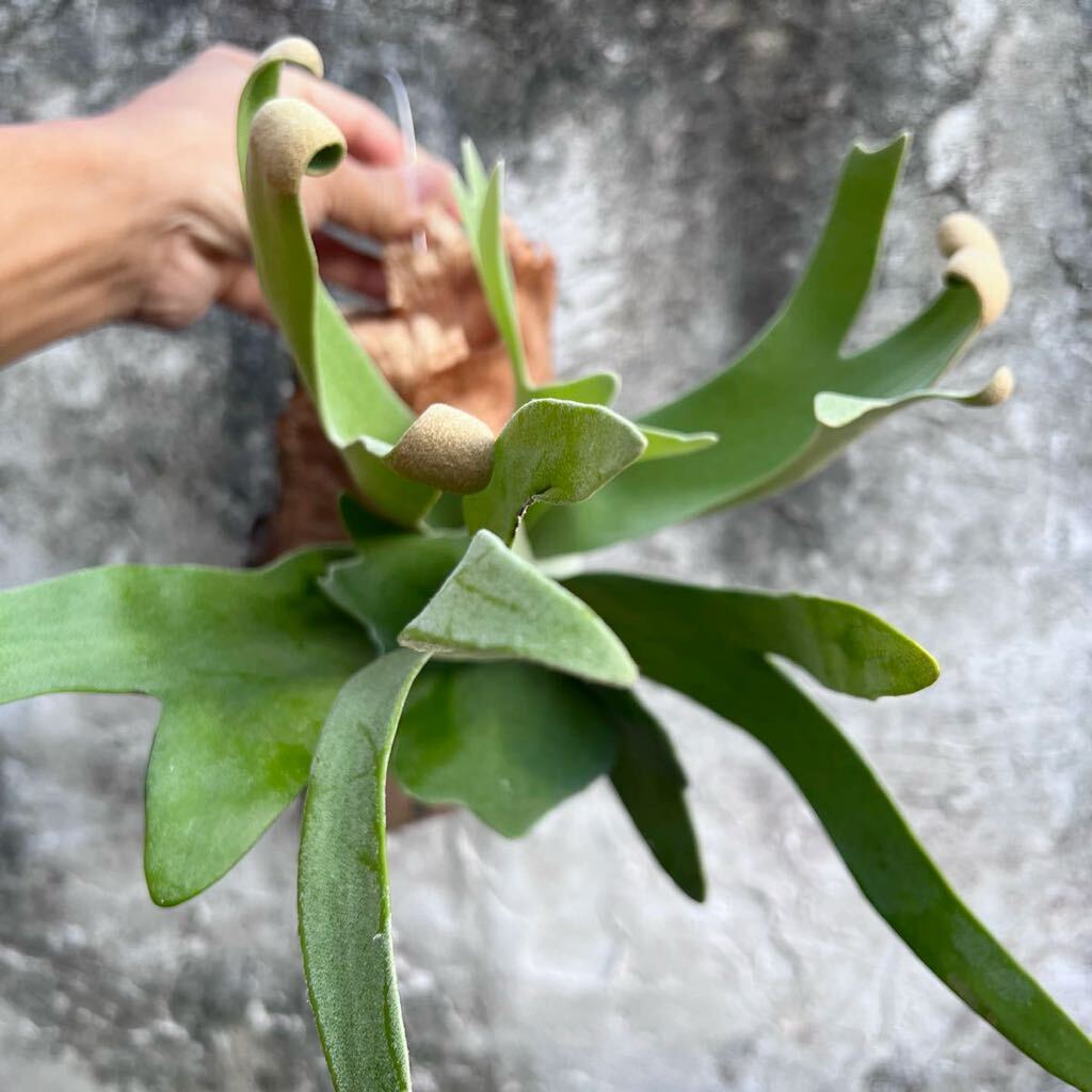 Platycerium Foong Siqif-n type Thai 