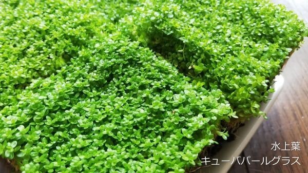 キューバパールグラス 5cm×5cm 4個 水上葉 水草 メダカ 熱帯魚 金魚 エビ 人気 おすすめAA1の画像2