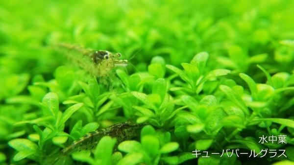 キューバパールグラス 5cm×5cm 4個 水上葉 水草 メダカ 熱帯魚 金魚 エビ 人気 おすすめAA1の画像5