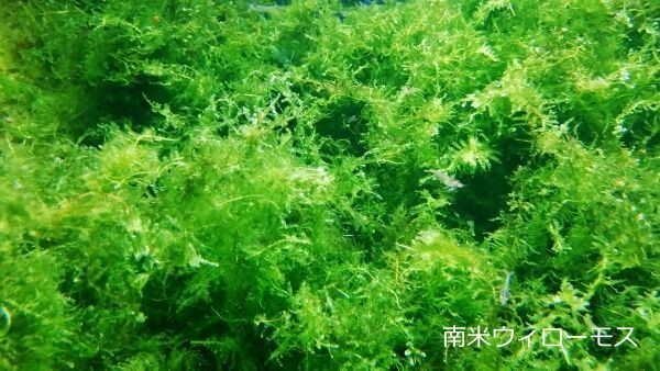 南米ウィローモス50g～ 水中葉 水草 メダカ 熱帯魚 金魚 エビ 人気 おすすめA1_画像4