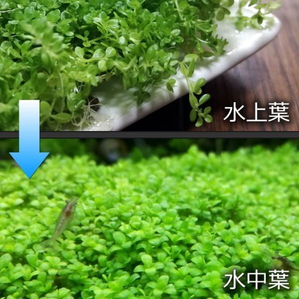 キューバパールグラス＆赤系有茎草セットA3 水上葉 水草 メダカ 熱帯魚 金魚 エビ 人気 おすすめA3_画像2