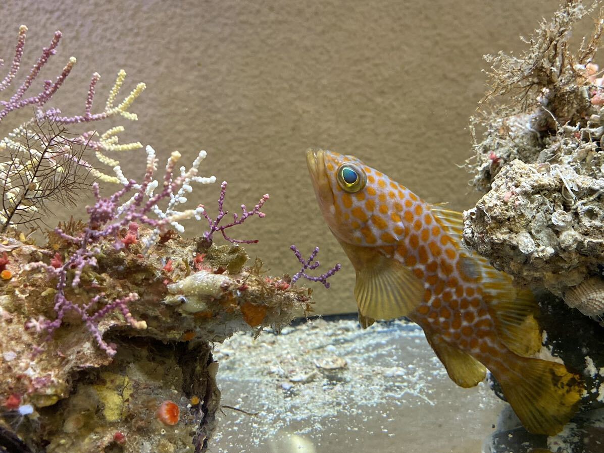 玄界灘の天然海水魚を飼ってみませんか♪♪ 可愛いアコウ（キジハタ）の画像1