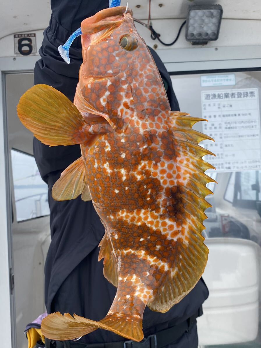 壱岐の高級魚アコウ（キジハタ） ・アカハタ2024年4月26日の釣果 黄色の目印_画像5