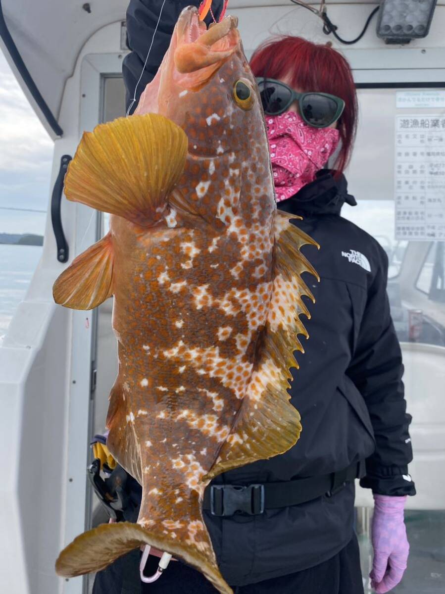壱岐の高級魚アコウ（キジハタ） ・アカハタ2024年4月26日の釣果 黄色の目印の画像3