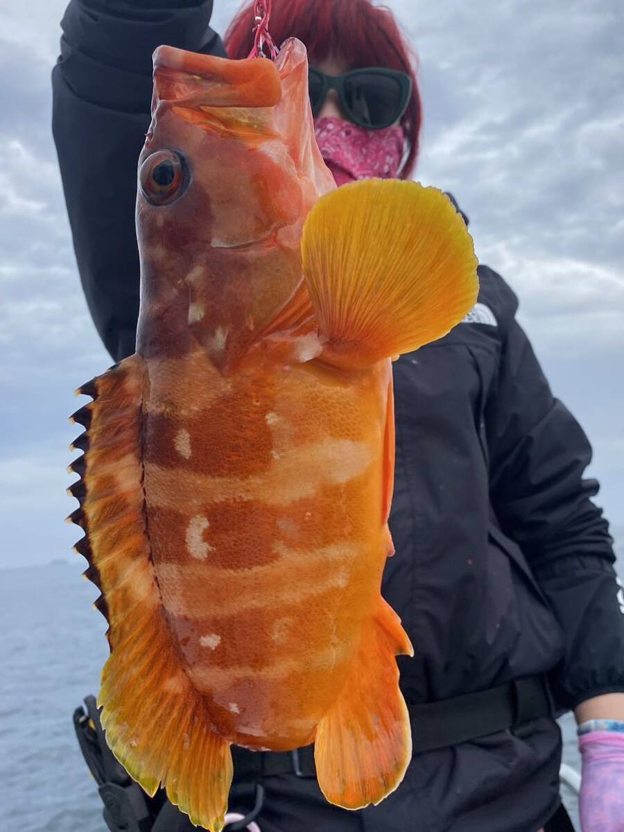 壱岐の高級魚アコウ（キジハタ） ・アカハタ2024年4月26日の釣果 黄色の目印_画像2