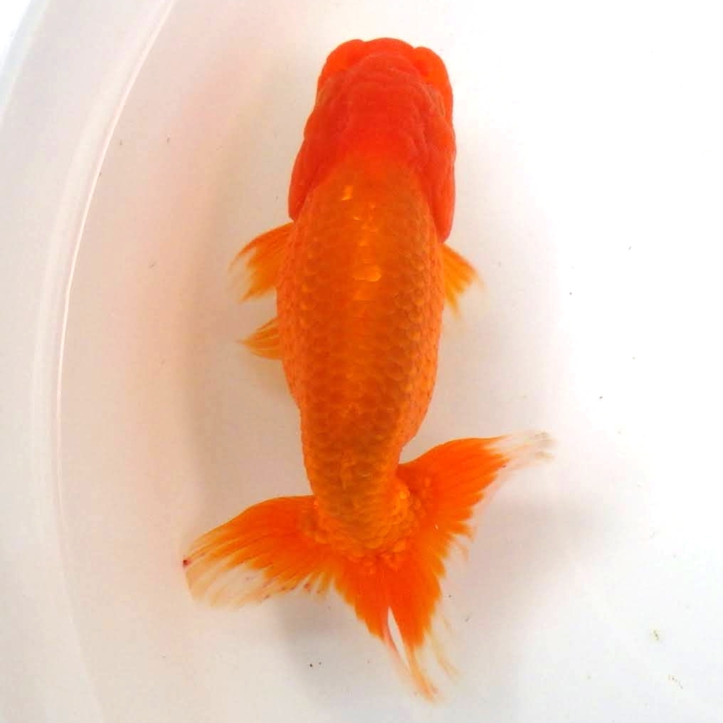 [ white . parent .] golgfish ( male )2 -years old fish 12.4cm