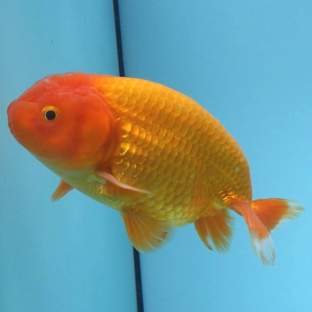 [ white . parent .] golgfish ( male )2 -years old fish 12.8cm
