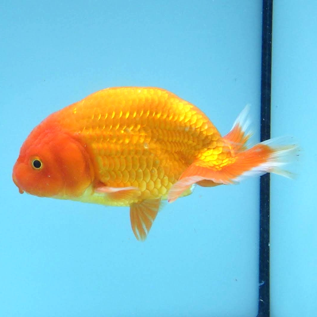 [ white . parent .] golgfish ( male )2 -years old fish 12.4cm