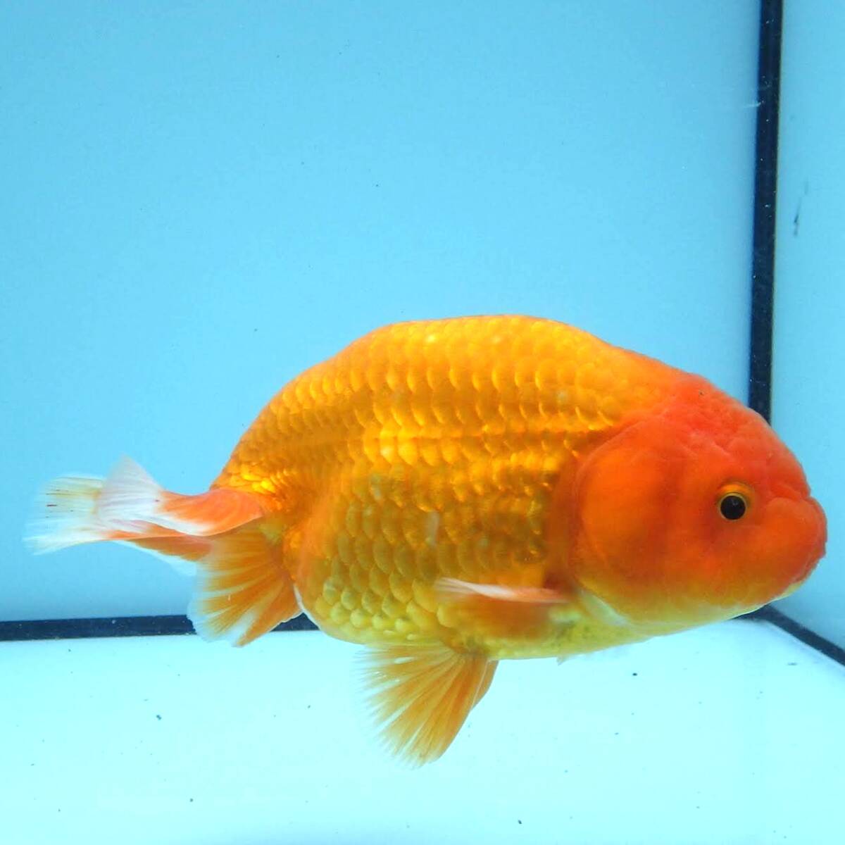 [ white . parent .] golgfish ( male )2 -years old fish 12.4cm