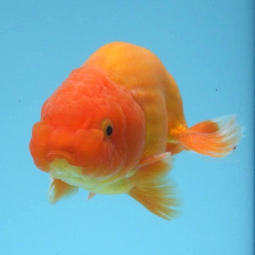 [ white . parent .] golgfish ( male )2 -years old fish 12.4cm