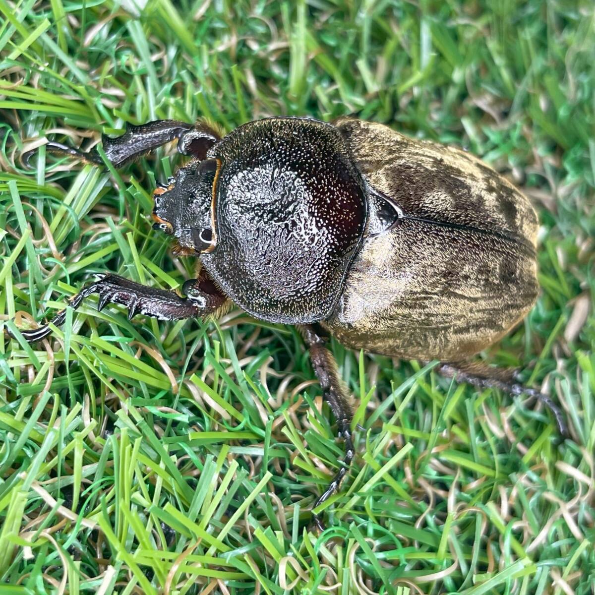 サビイロカブト 成虫♂♀ペアＣＢＦ１ スラウェシ島パロロバル④の画像3