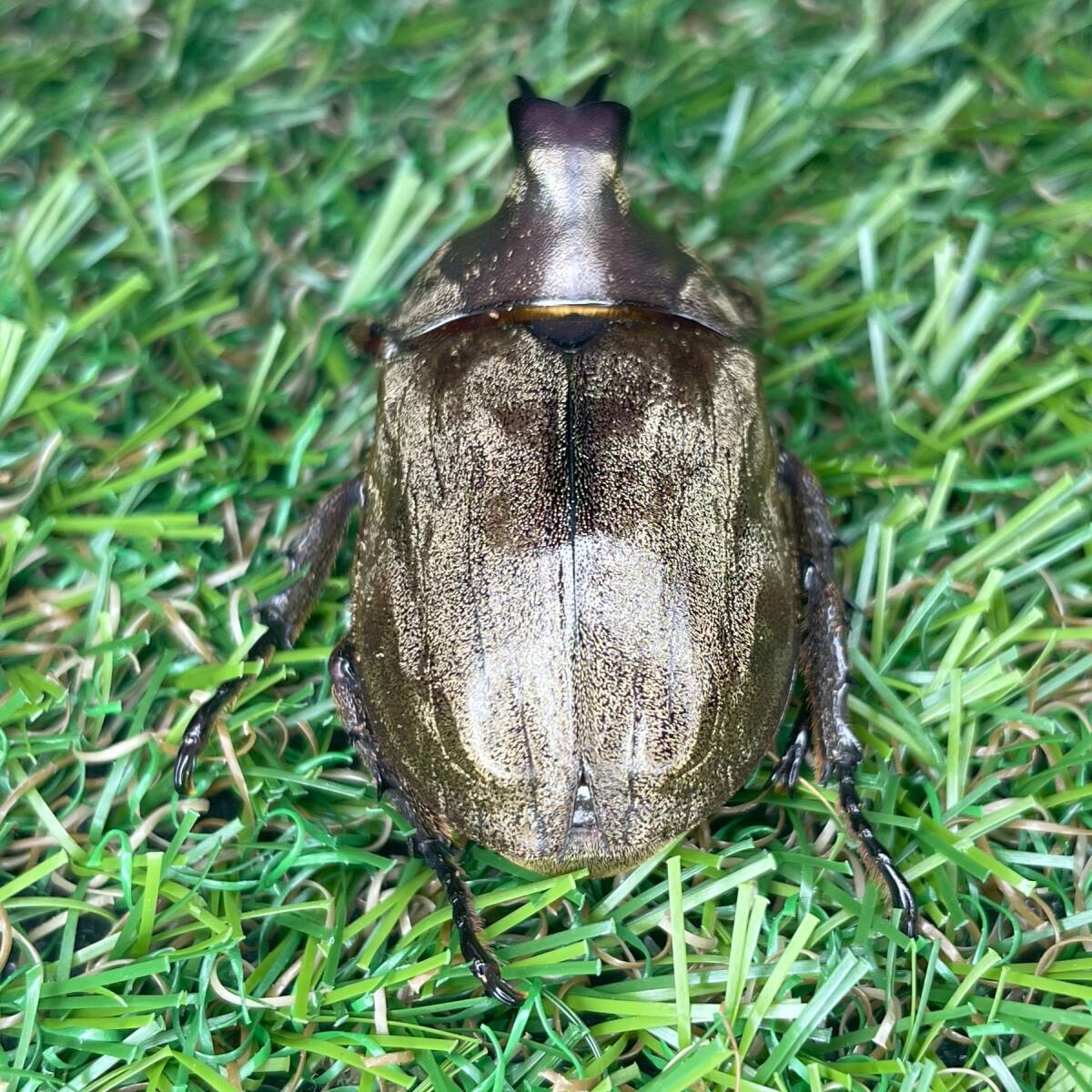 サビイロカブト 成虫♂♀ペアＣＢＦ１ スラウェシ島パロロバル⑤_画像2