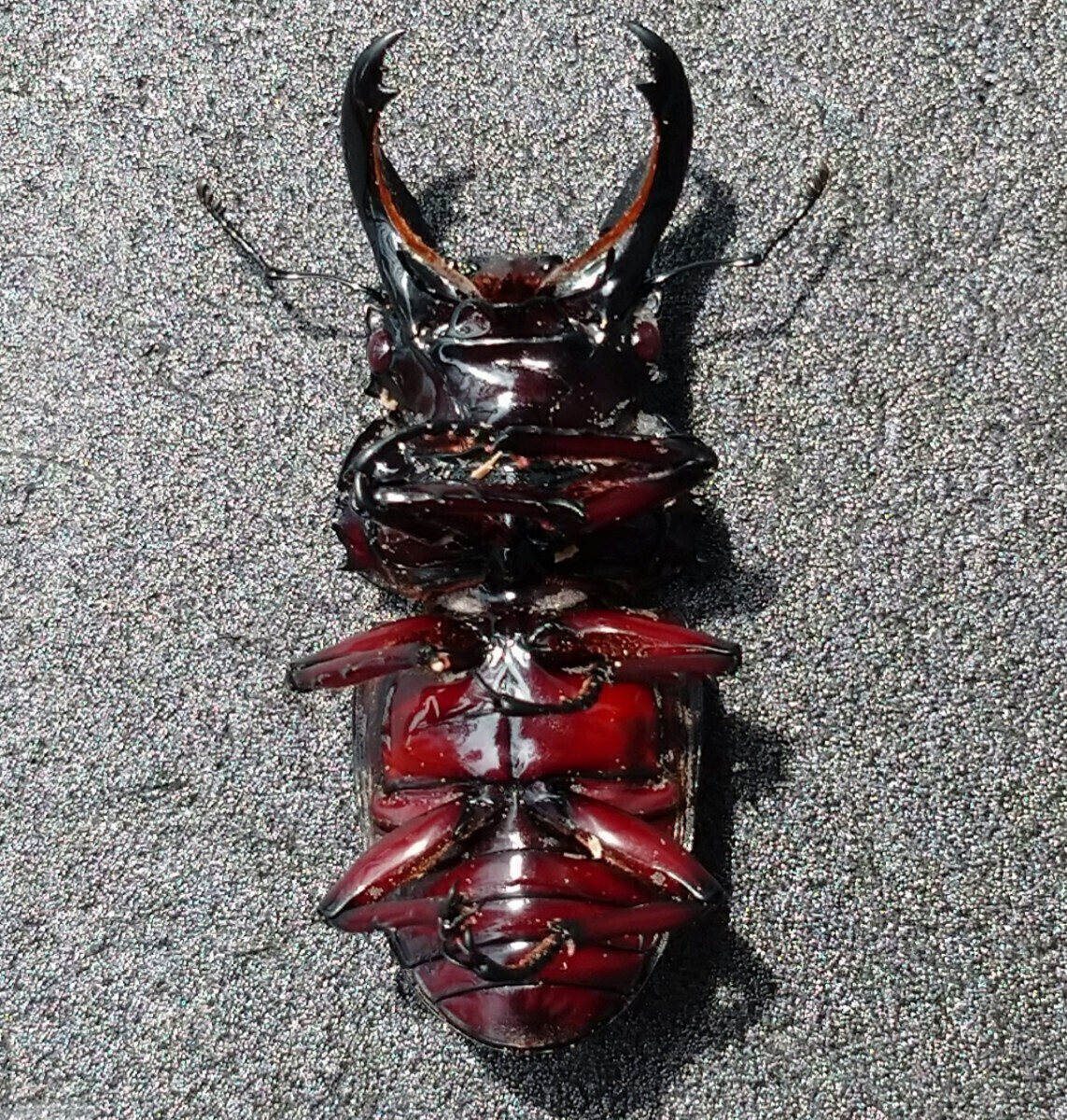 【3令幼虫5頭】赤レギウス　魔紅帝×赤レギウス　レギウス　レギウスオオツヤクワガタ_画像3