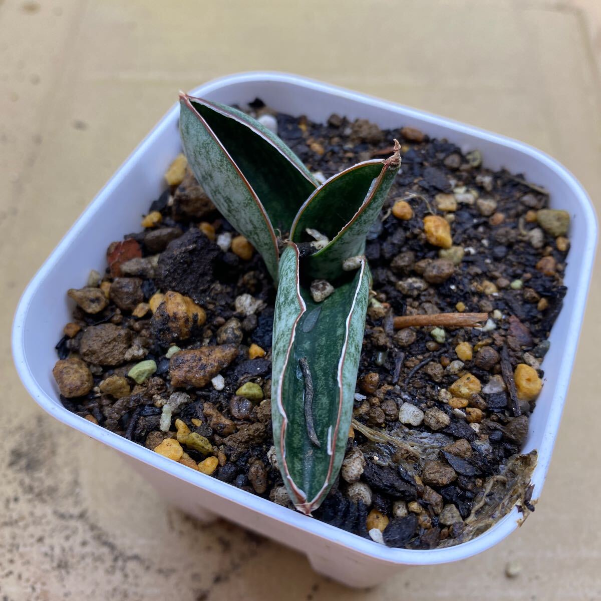 サンスベリア ハイブリッド 'マチョー' SANSEVIERIA NEW HYBRID 'MACHO' レアな サンセベリア 多肉植物 の画像3