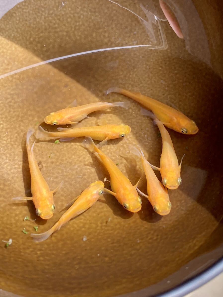 5/15で出品ラスト　サンレッド普通体型　ダルマ混合若魚10匹　ラメ王　ダイアナ妃　ミッドナイトフリル　ネプチューン　サンシャイン_イメージです。