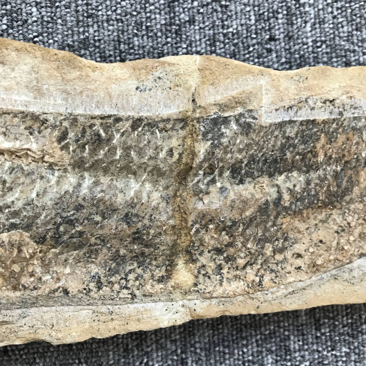 化石 古代魚 標本 魚の化石 縦横37㎝×13㎝ の画像3