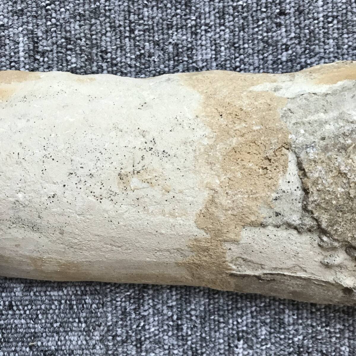 化石 古代魚 標本 魚の化石 縦横37㎝×13㎝ の画像7