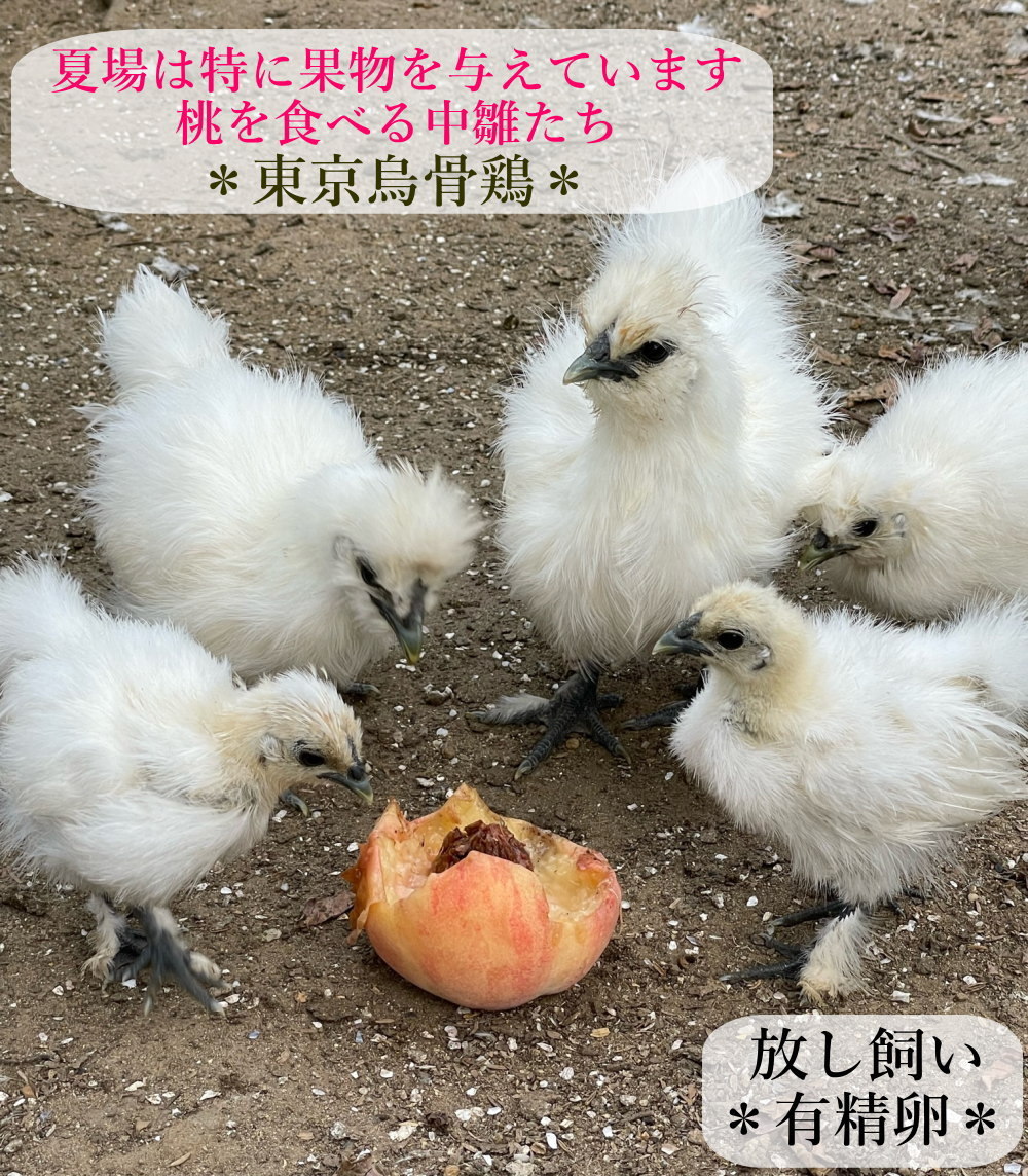 東京烏骨鶏 烏骨鶏 食用 ２０個 放し飼い 洗浄済み 送料無料の画像8